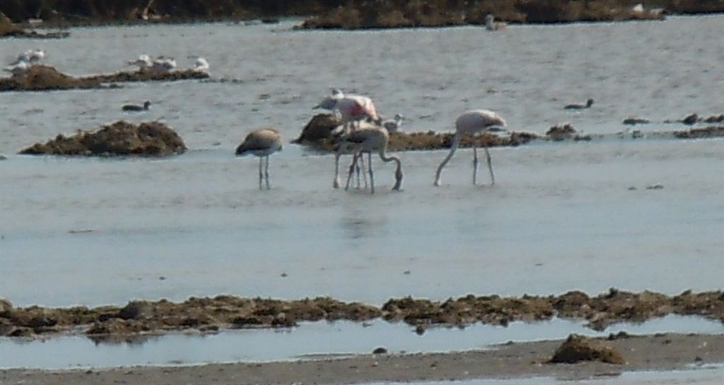 Fenicotteri rosa a distanza